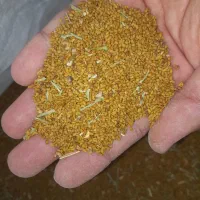 تخم یونجه گهی محلی