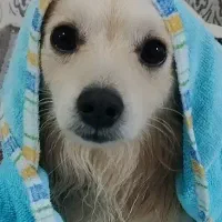 اشپیتز نر|سگ|بندرعباس, |دیوار