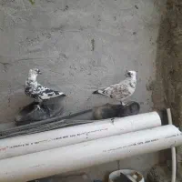 کبوتر دوم چتری ،کبوتر پرشی|پرنده|بابلسر, |دیوار