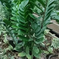 گل آپارتمانی،زاموفلیا، آگلونما و.عمده تحویل رایگان|گل و گیاه طبیعی|تهران, شهرک محلاتی|دیوار