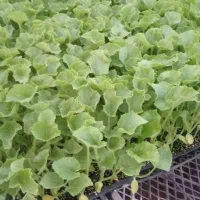 نشا خیار احمدی کریر درجه یک