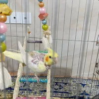 جوجه عروس هلندی