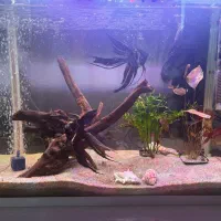 اکواریوم سوبو