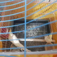 عروس هلندی لوتیو|پرنده|نجفآباد, شهرک صنعتی نجف آباد|دیوار