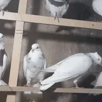 کفتر طوقی هفرنگ زرد سیاه سرخ  کاکلی پالخت ۲۲عدد