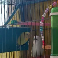 یک جفت مرغ عشق خوشرنگ باقفس ولوازم