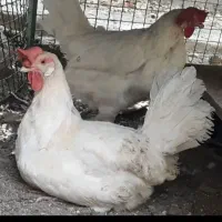 ذبح کردن مرغ و خروس