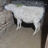 بزاوست|حیوانات مزرعه|تربت جام, جامرود|دیوار