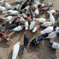 فروش کلی وجزیی کبوتر پرشی وتضمینی|پرنده|لشت نشا, |دیوار