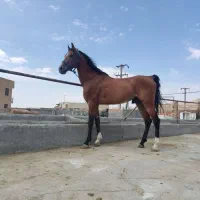 ۱۲ راس اسب پالانی خوش قیمت