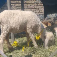 بره ماده خرخ خوار