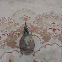 فروش یک جفت عروس هلندی بالغ تخم گزار|پرنده|کتالم و سادات شهر, |دیوار