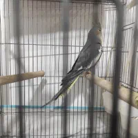 عروس هلندی ماده|پرنده|برازجان, |دیوار