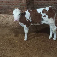 گوساله سیمیتال درجه یک ماده|حیوانات مزرعه|سراجو, |دیوار