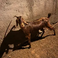 بز جوان داشتی