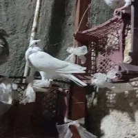 برای‌فروش