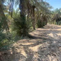 زمین۶۰۰۰متر جزیره شادمانی