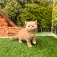 بچه گربه بریتیش