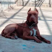 سگ نر پیتبول