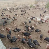 فروش بوقلمون