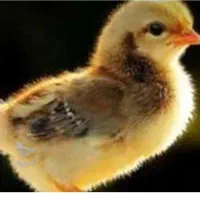 جوجه مرغ وخروس محلی