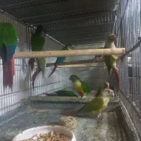 گرینچیک جوان اهلی تعداد بالا و خرده