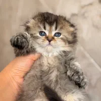 بچه گربه اصیل