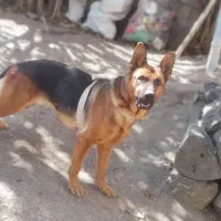 سگ ژرمن ۲ ساله