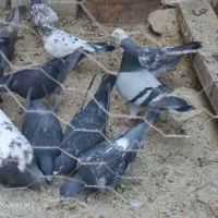 فروش یا معاوضه کبوتر با پرنده|پرنده|فیروزآباد (فارس), |دیوار