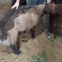 قوچ مهربان