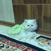 واگذاری گربه پرشین سوپر فلت نر و ماده