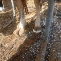 اصلاح سم گاو،شاخ بری،شماره زنی بدن