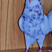 طوقی معاوضه ای|پرنده|دهدشت, |دیوار