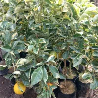 انواع نهال مرکبات و گواوا زرد و قرمز و....|گل و گیاه طبیعی|رودسر, |دیوار