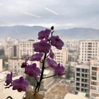 استخدام نظافت چی خانم