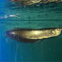 آروانا سیلور