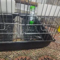 حیوان خانگی بنر