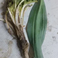 سبزی کوهی وکنگر