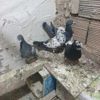 تعدادی کبوتر گرفتنی عالی