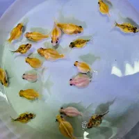 ماهی کالر آنجل زبرا گوپی گلدفیش کوریدوراس فلاور|ماهی|مشهد, سناباد|دیوار