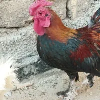سلام خروس زینتی چینی|حیوانات مزرعه|قم, تعویض پلاک|دیوار
