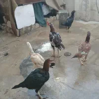 خروس لاری معاوضه با خروس جوجه کش|حیوانات مزرعه|سرپل ذهاب, |دیوار