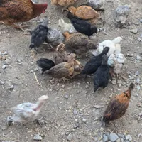 جوجه محلی اصل کرچ شو ۲ ماهه|حیوانات مزرعه|بندر ترکمن, |دیوار