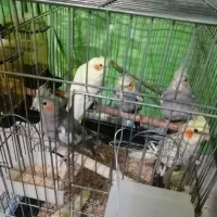 عروس هلندی|پرنده|شهریار, رزکان|دیوار