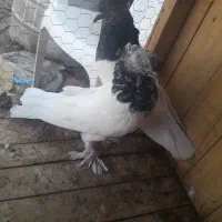 گفتر گله الماسی|پرنده|قم, نوقطار|دیوار