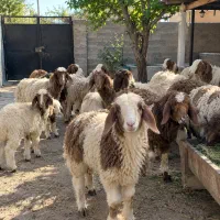 گوسفند سالم با قصابی رایگان