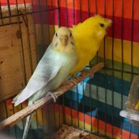 مرغ عشق زرد و سبز طالبی جفت