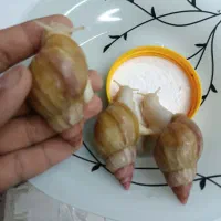 حلزون|خزنده|اصفهان, ارزنان|دیوار