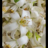 بهارنارنج اعلا پاک شده