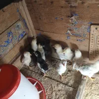 جوجه مرغ